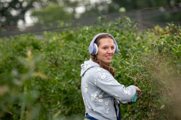 ITT blueberry picking